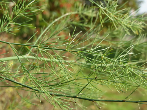 Asparagus officinalis (Asparagus) — photo