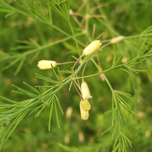 Asparagus officinalis