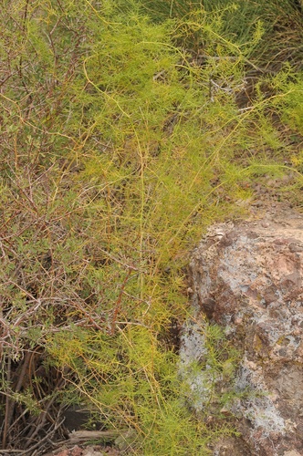 Asparagus persicus — photo