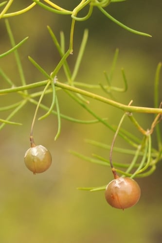 Asparagus persicus