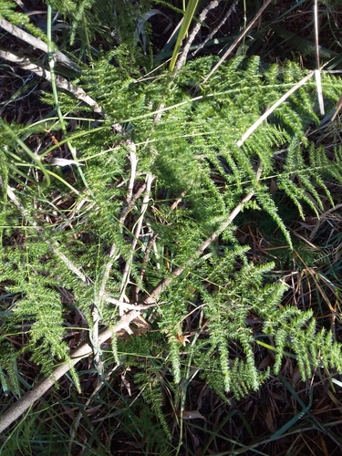 Asparagus plumosus (Wild asparagus) — photo