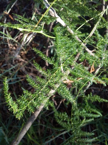 Asparagus plumosus (Wild asparagus) — photo