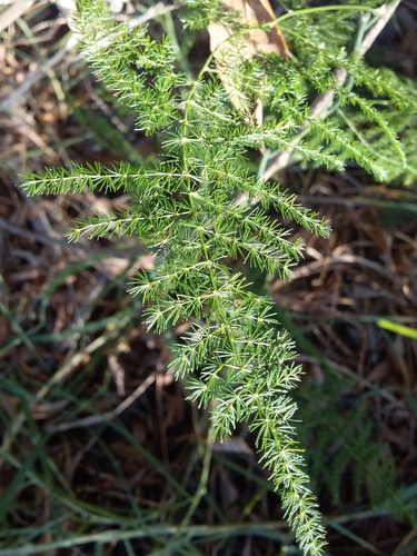 Asparagus plumosus