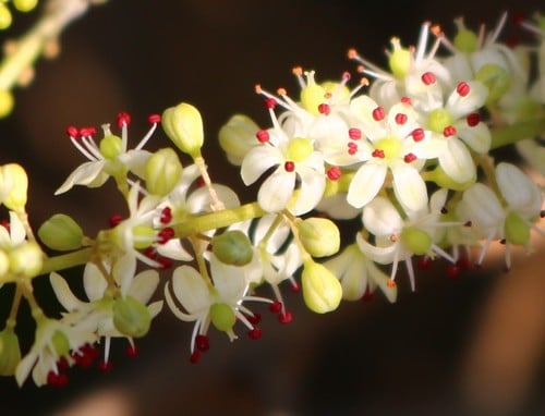 Asparagus racemosus (Climbing asparagus) — photo