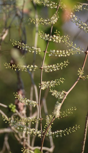 Asparagus racemosus (Climbing asparagus) — photo