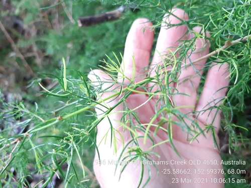 Asparagus racemosus