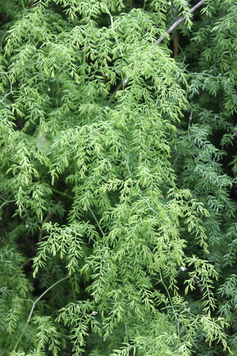 Asparagus ramosissimus (Cascade asparagus) — photo