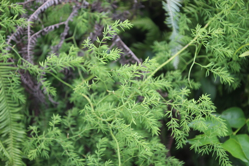 Asparagus ramosissimus (Cascade asparagus) — photo