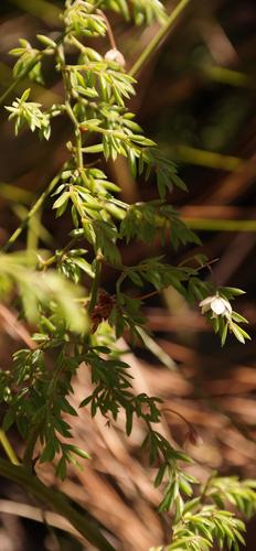 Asparagus ramosissimus