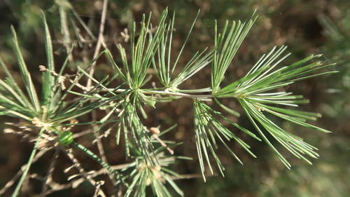 Asparagus retrofractus — photo