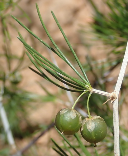Asparagus retrofractus — photo