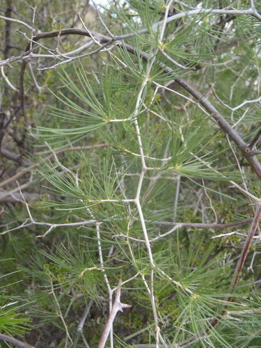 Asparagus retrofractus