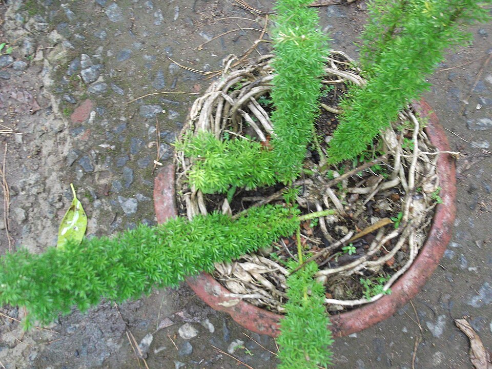 Asparagus sarmentosus — photo