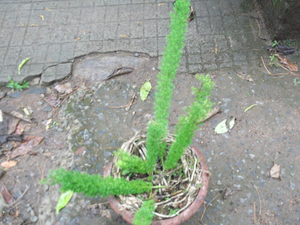 Asparagus sarmentosus