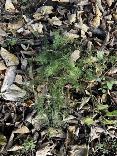 Asparagus schoberioides — photo