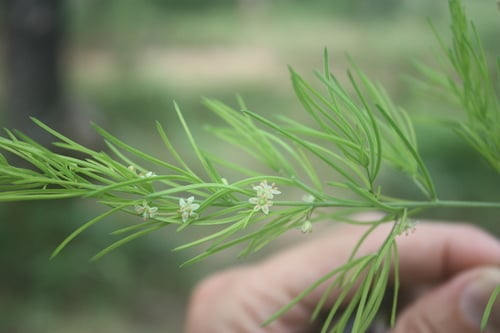 Asparagus schroederi — photo