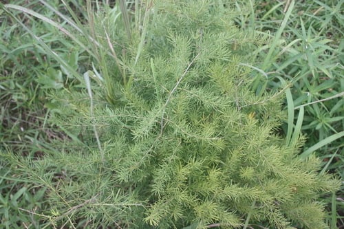 Asparagus schroederi — photo