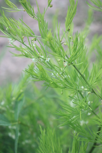 Asparagus schroederi