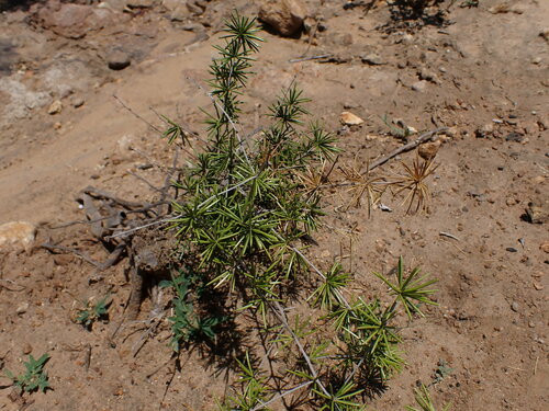 Asparagus schumanianus — photo