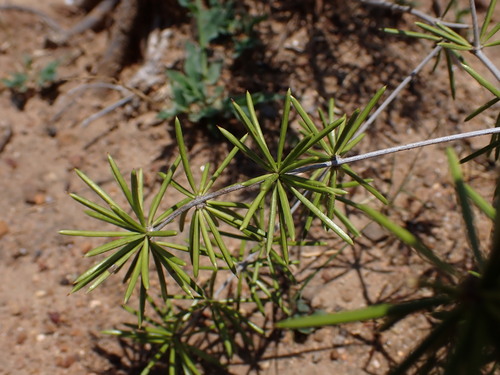 Asparagus schumanianus — photo