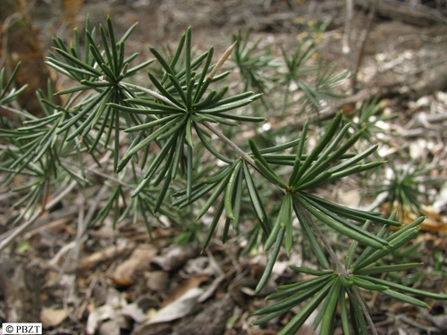 Asparagus schumanianus
