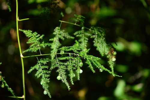 Asparagus setaceus (Feathery asparagus) — photo
