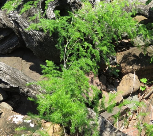 Asparagus setaceus (Feathery asparagus) — photo