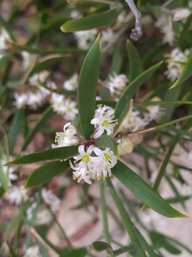 Asparagus striatus (Bergappel) — photo