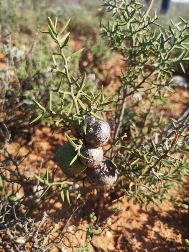 Asparagus striatus (Bergappel) — photo