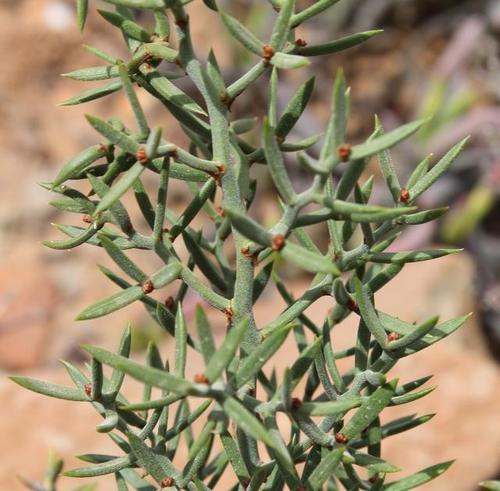 Asparagus striatus