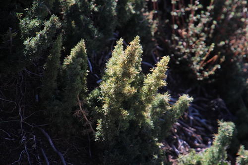 Asparagus suaveolens (Bushveld asparagus) — photo