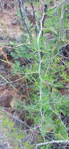 Asparagus suaveolens (Bushveld asparagus) — photo
