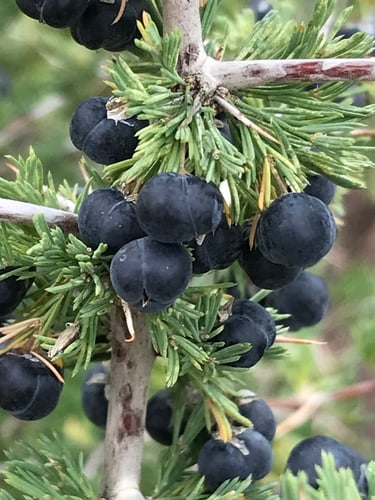 Asparagus suaveolens