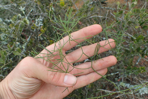Asparagus subulatus — photo