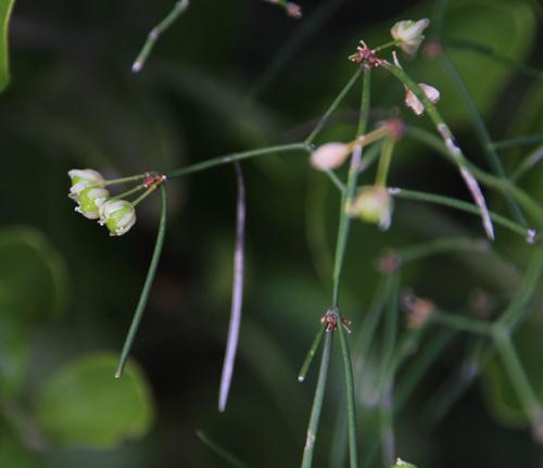 Asparagus subulatus
