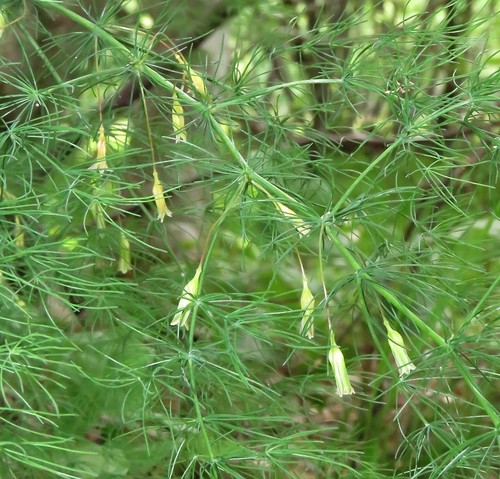 Asparagus tenuifolius — photo