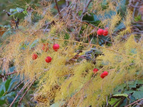 Asparagus tenuifolius — photo