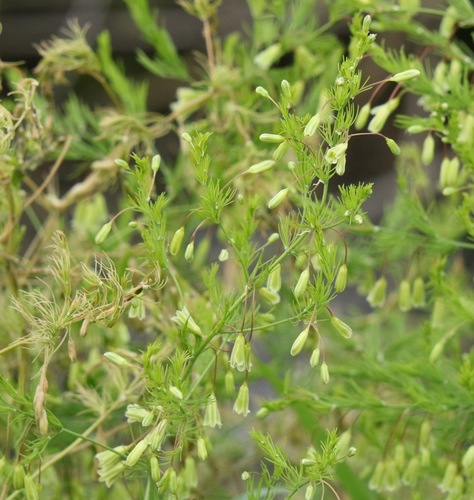 Asparagus tenuifolius