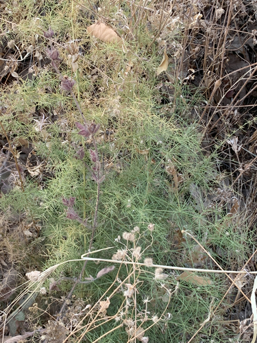 Asparagus verticillatus (Climbing asparagus vine) — photo