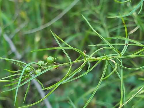 Asparagus verticillatus