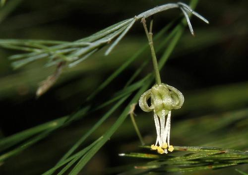 Asparagus virgatus (Asparagus fern) — photo