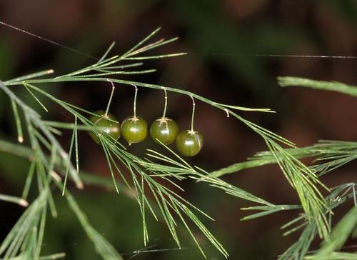 Asparagus virgatus (Asparagus fern) — photo