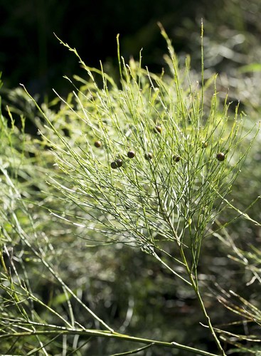 Asparagus virgatus