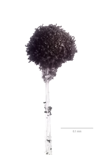 Aspergillus niger — photo