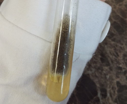 Aspergillus niger — photo
