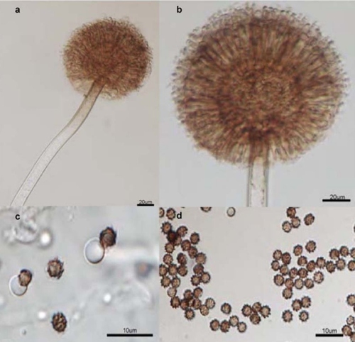 Aspergillaceae