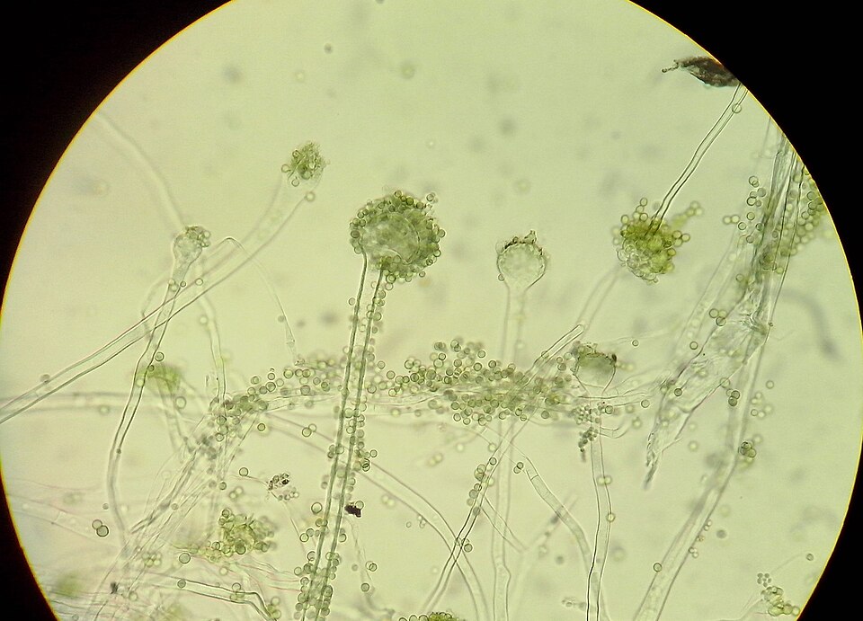 Aspergillus oryzae (Koji mould) — photo