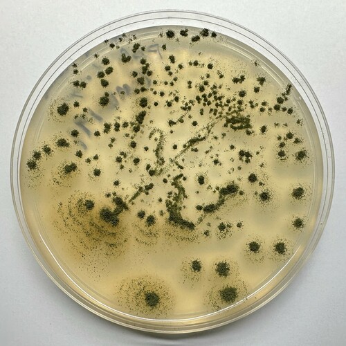 Aspergillus oryzae