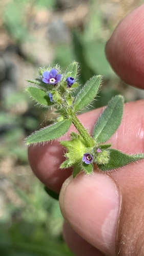 Asperugo procumbens (German madwort) — photo