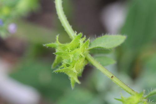 Asperugo procumbens (German madwort) — photo